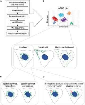 Frontiers | Pinpointing Cell Identity In Time And Space | Molecular ...